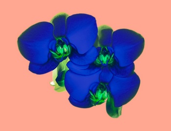 F 043H
